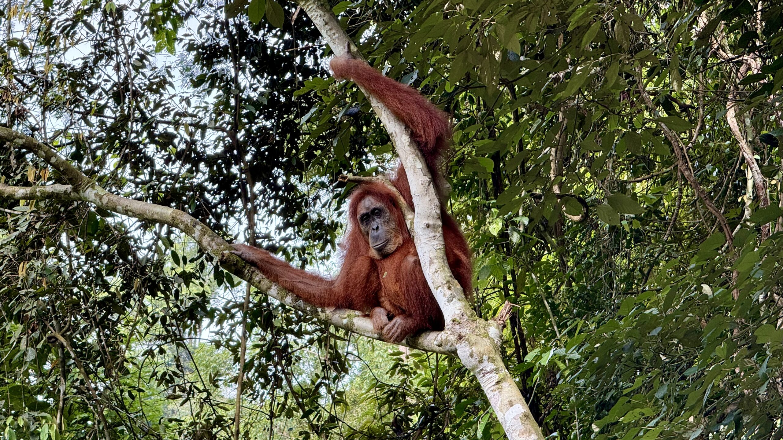 Orangutan Sumatra
