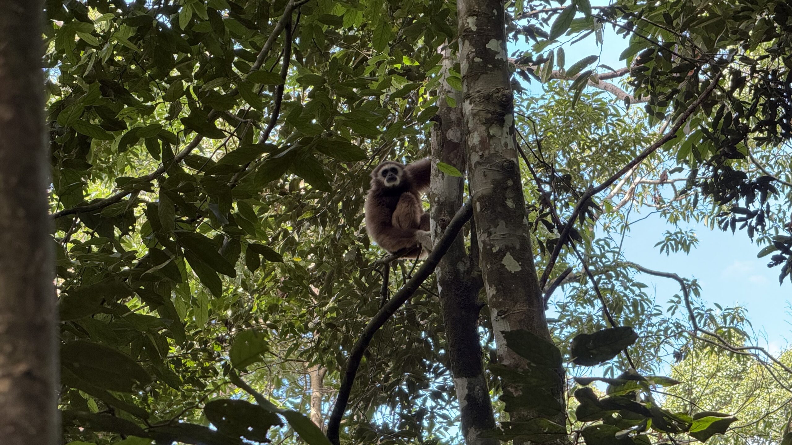 Orangutan Sumatra