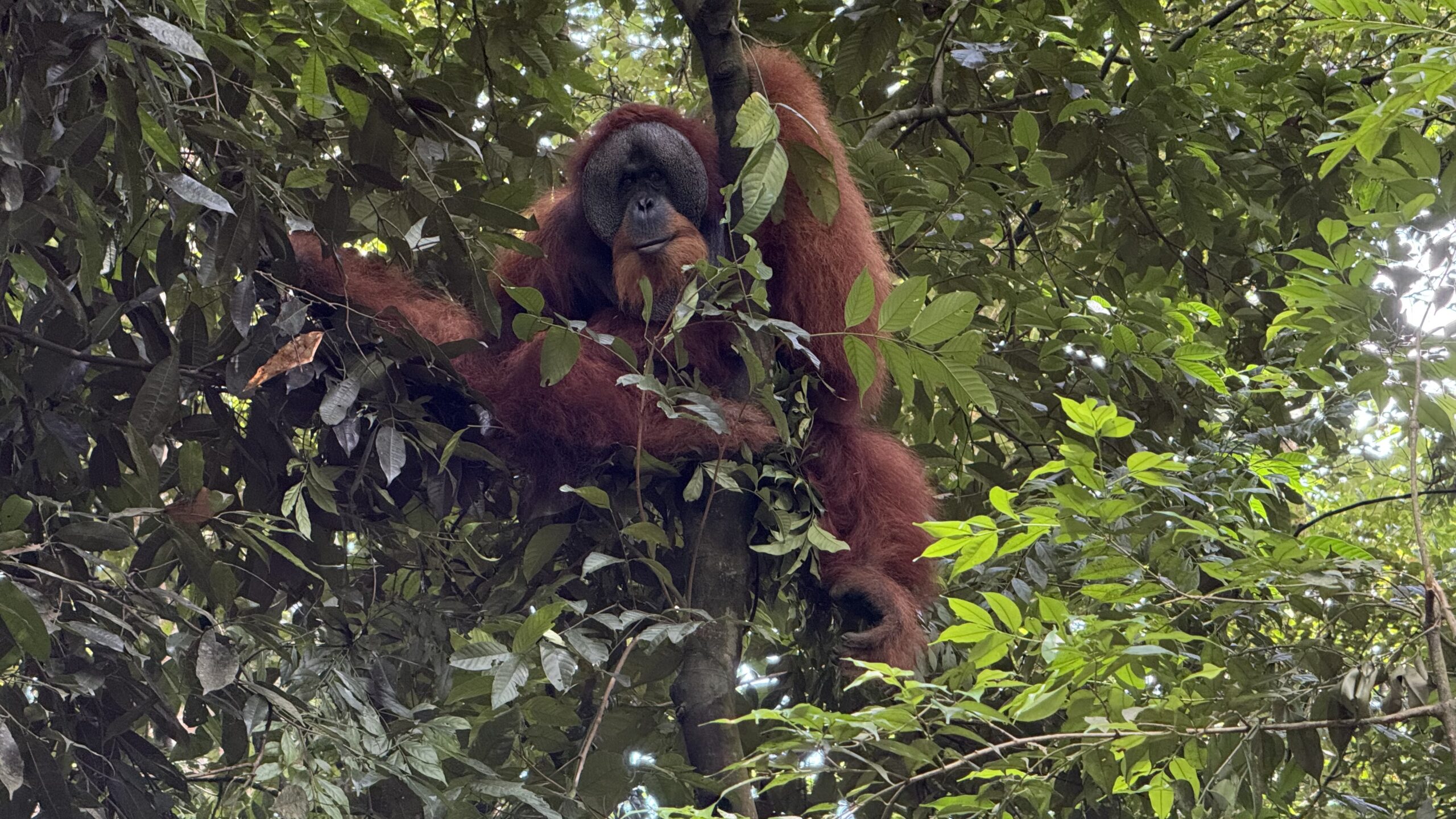 Orangutan Sumatra