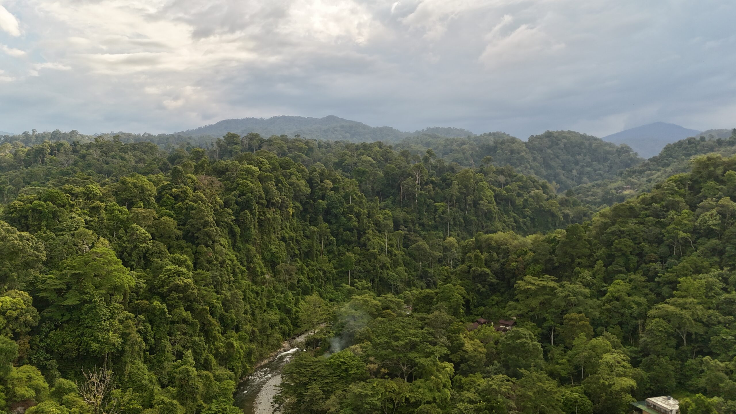 Orangutan Sumatran