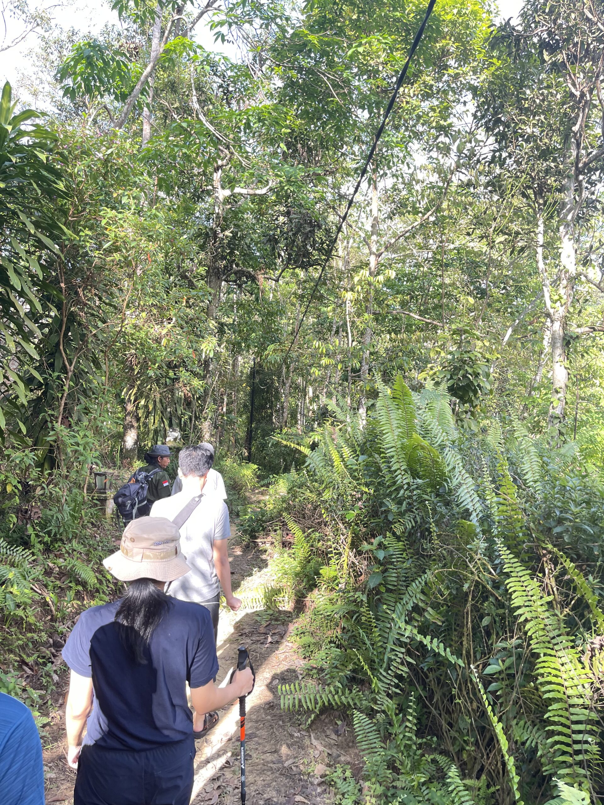 Orangutan Sumatra