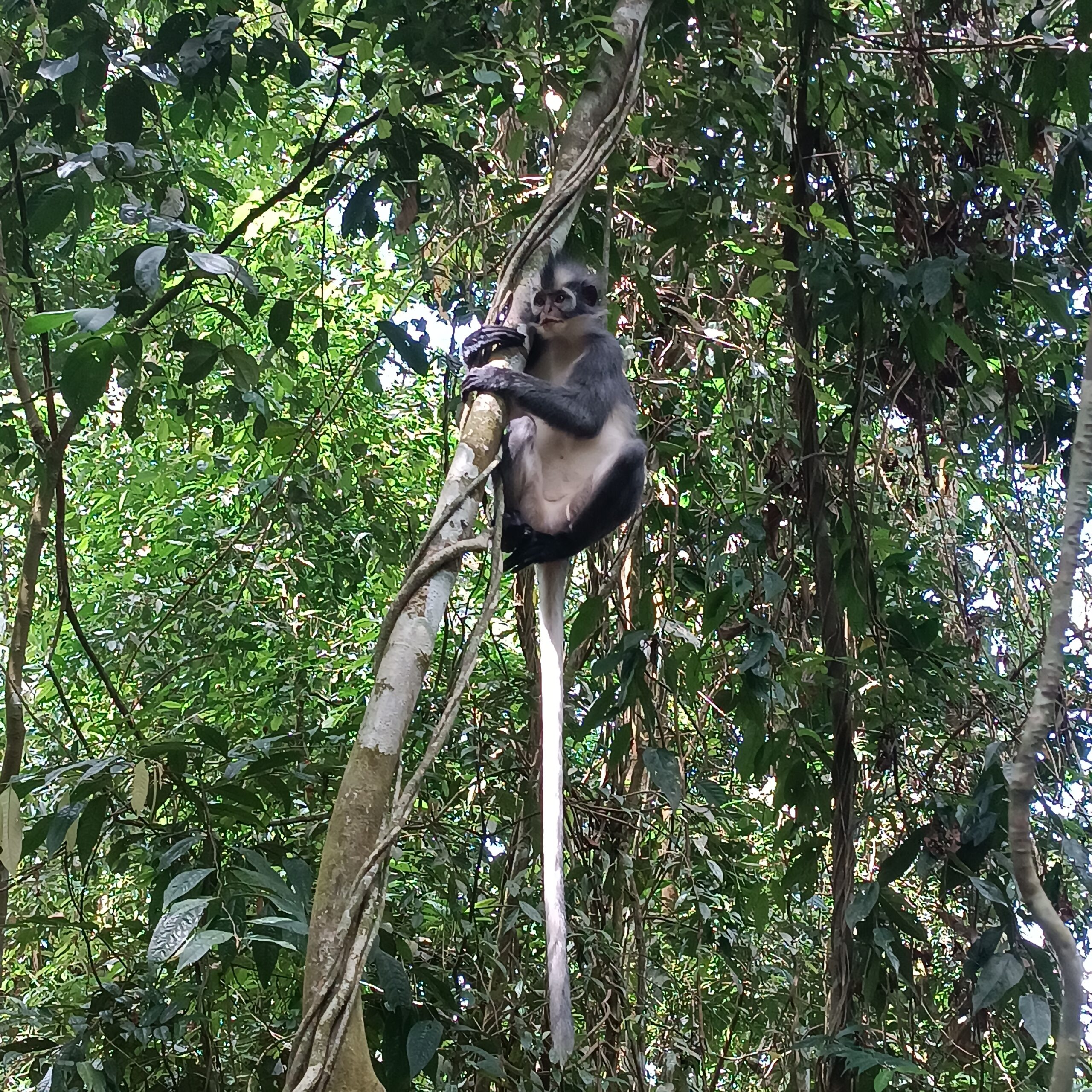 Bukit Lawang