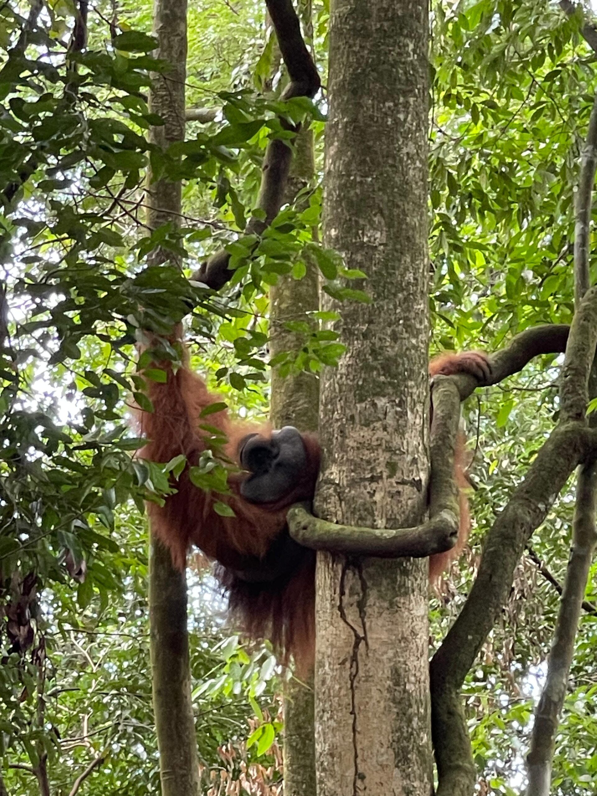 Privacy Policy Orangutan Sumatra