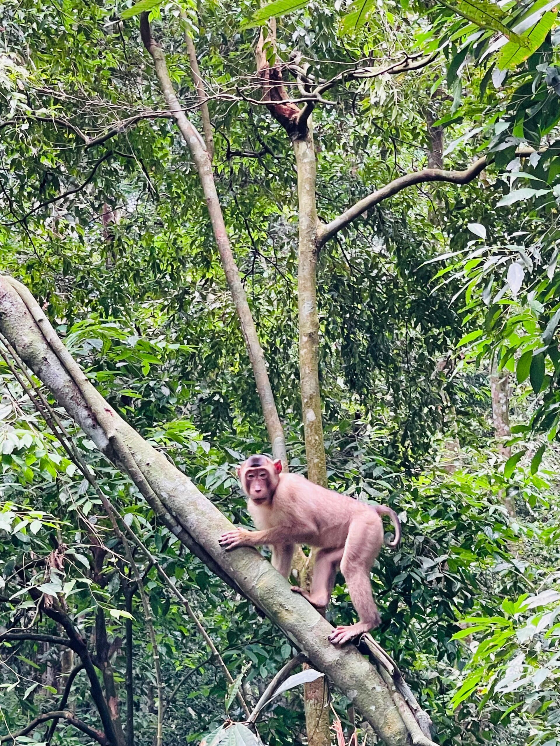 Orangutan Sumatra (11)