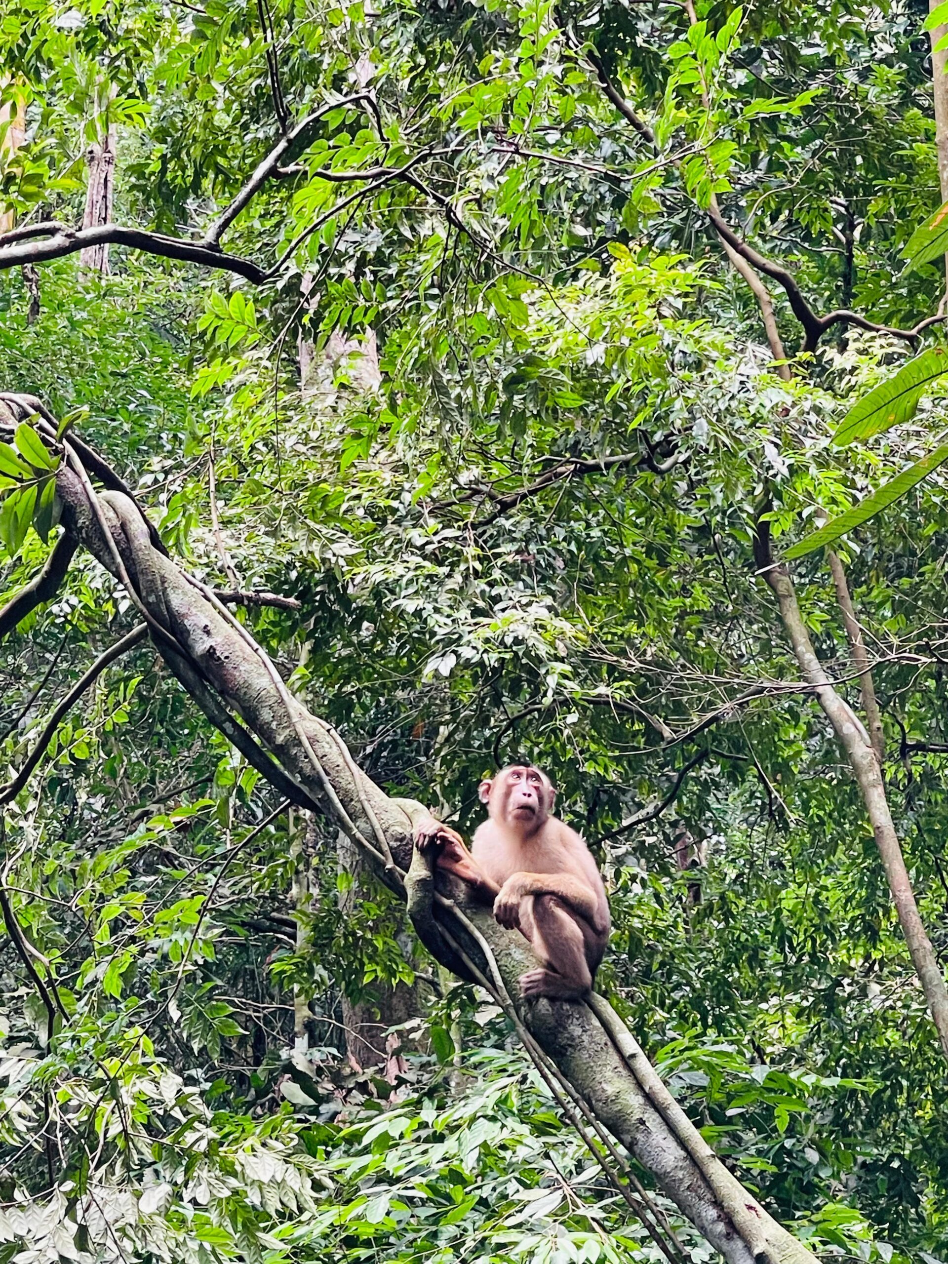 Orangutan Sumatra (2)