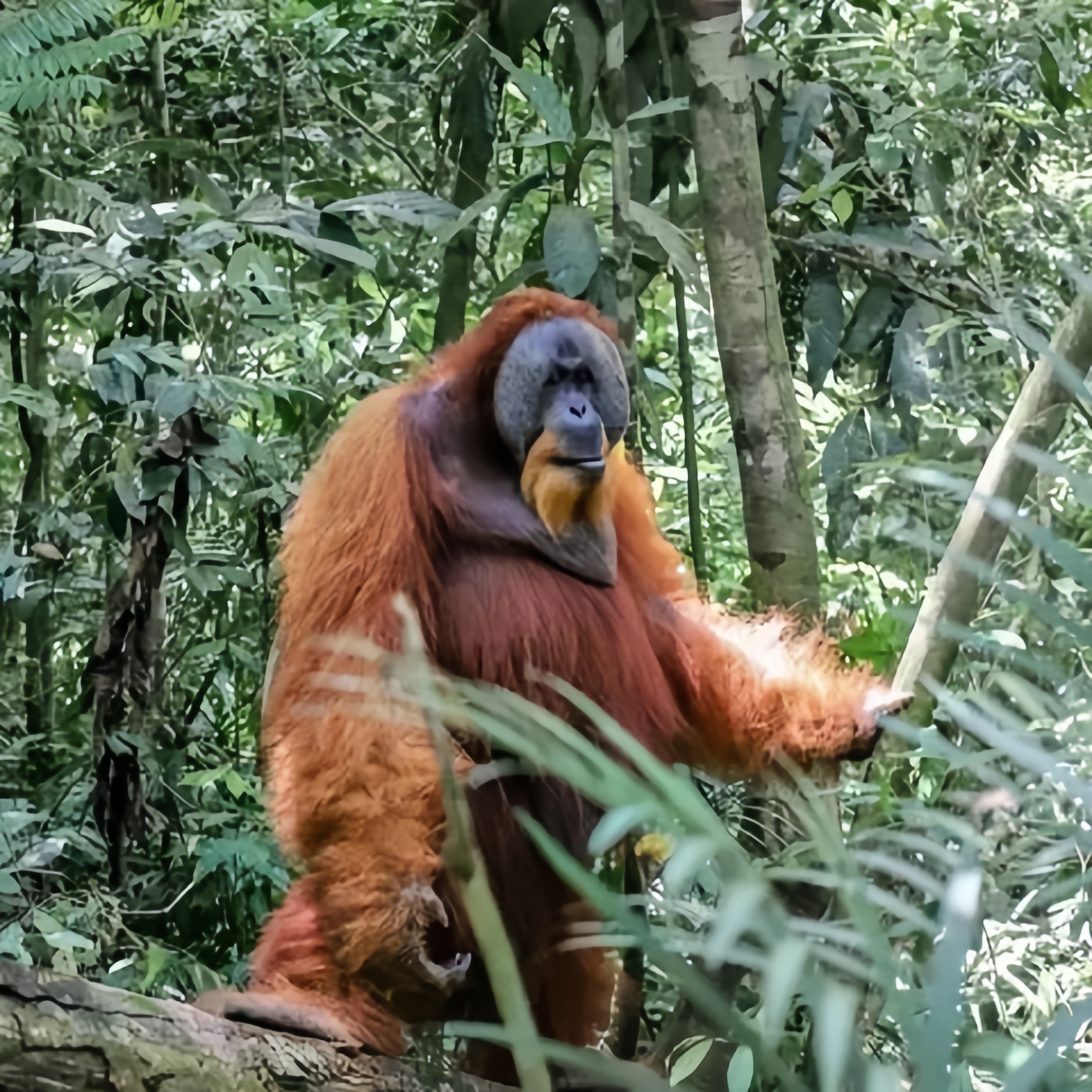 Orangutan Sumatra
