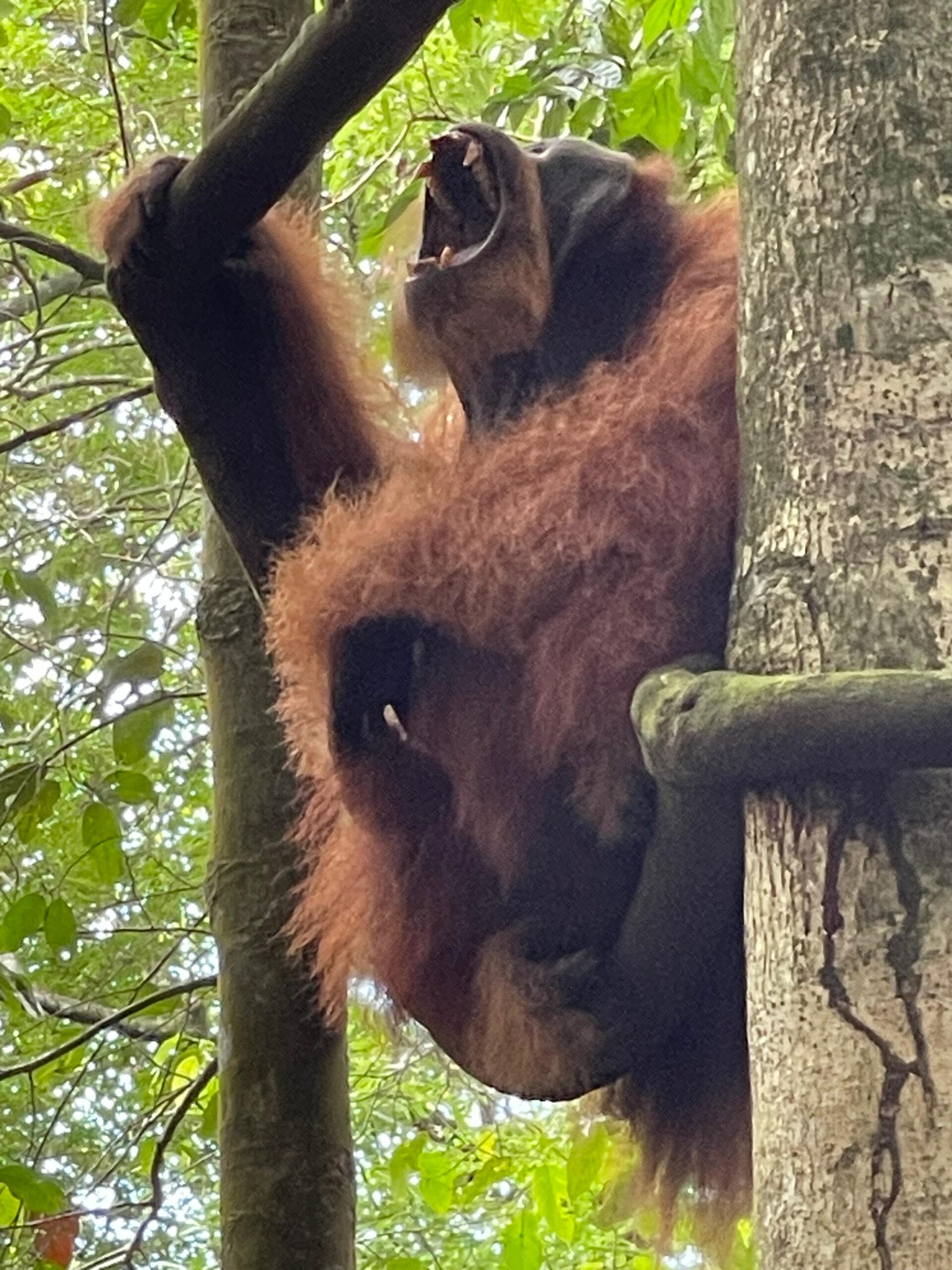 Bukit Lawang