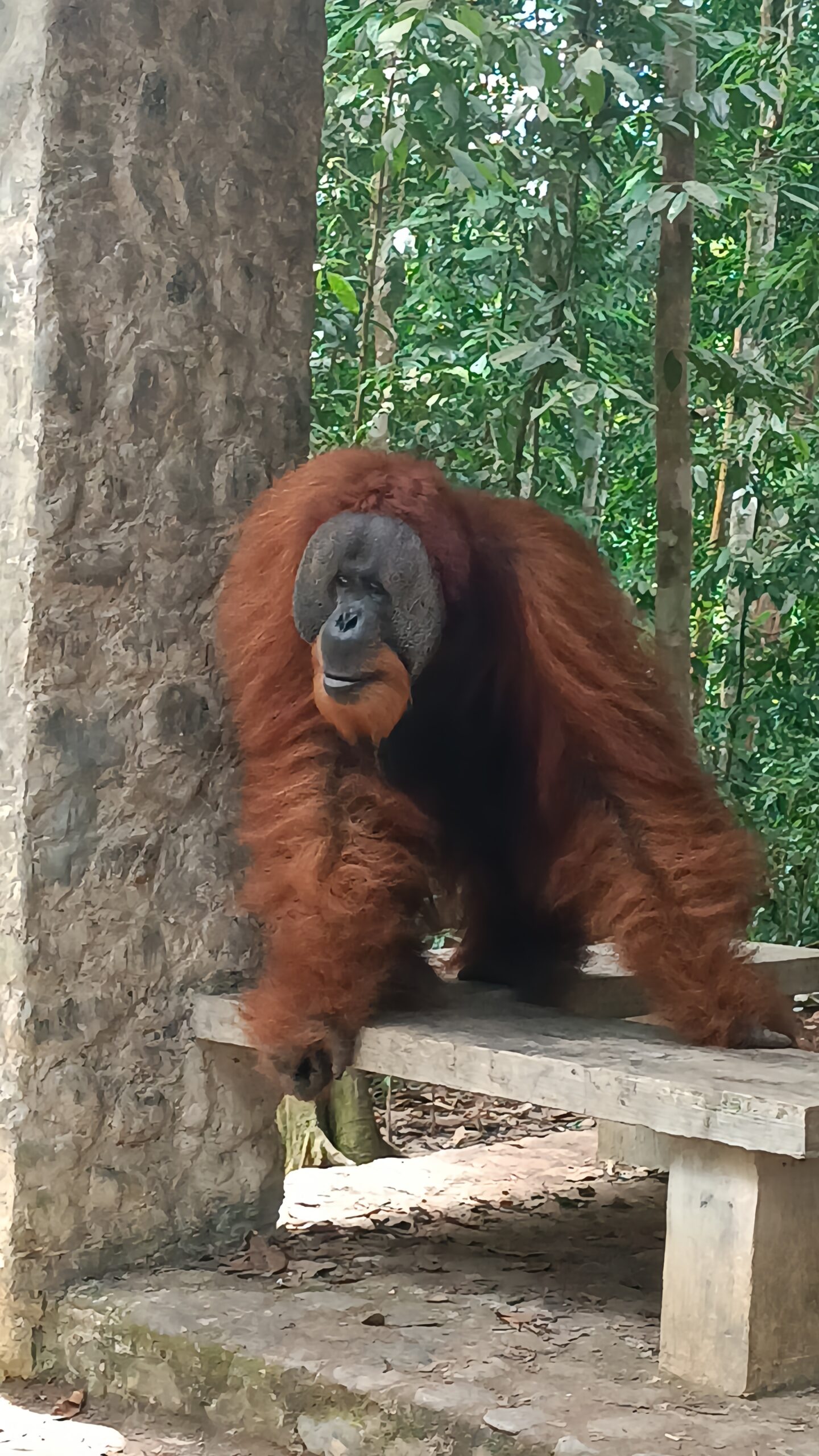 Orangutan Sumatra