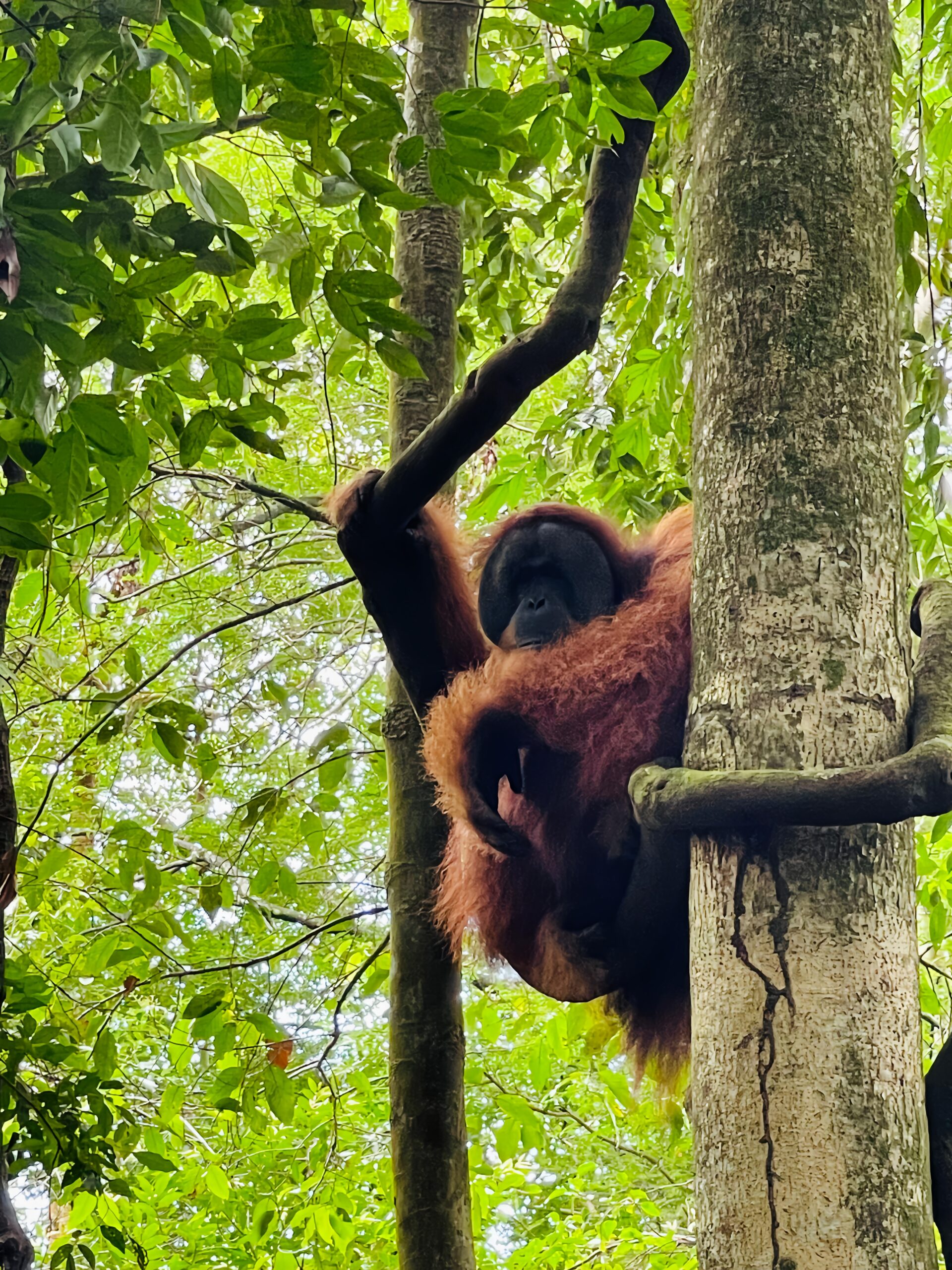 Orangutan Sumatra
