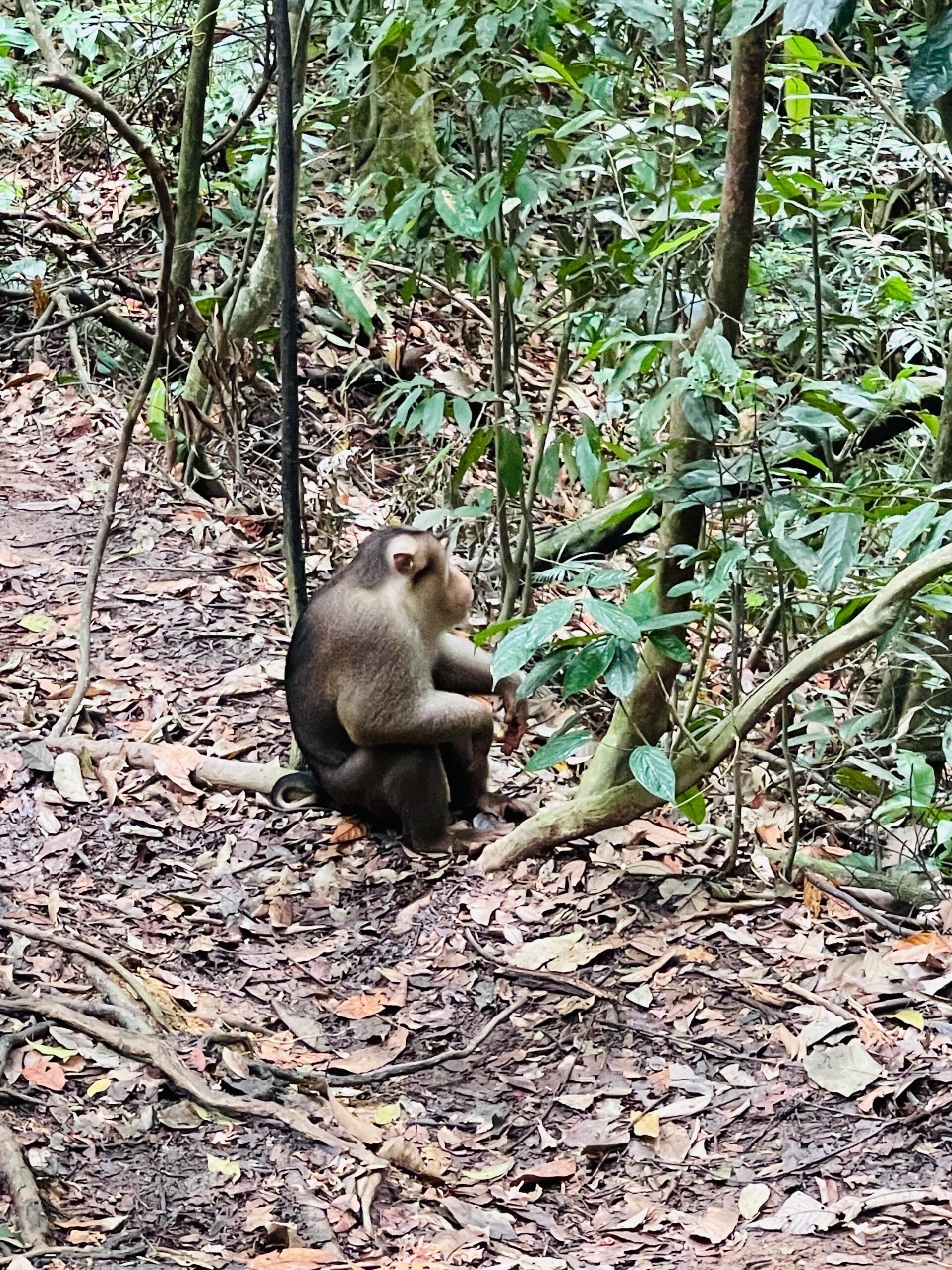 Orangutan Sumatra
