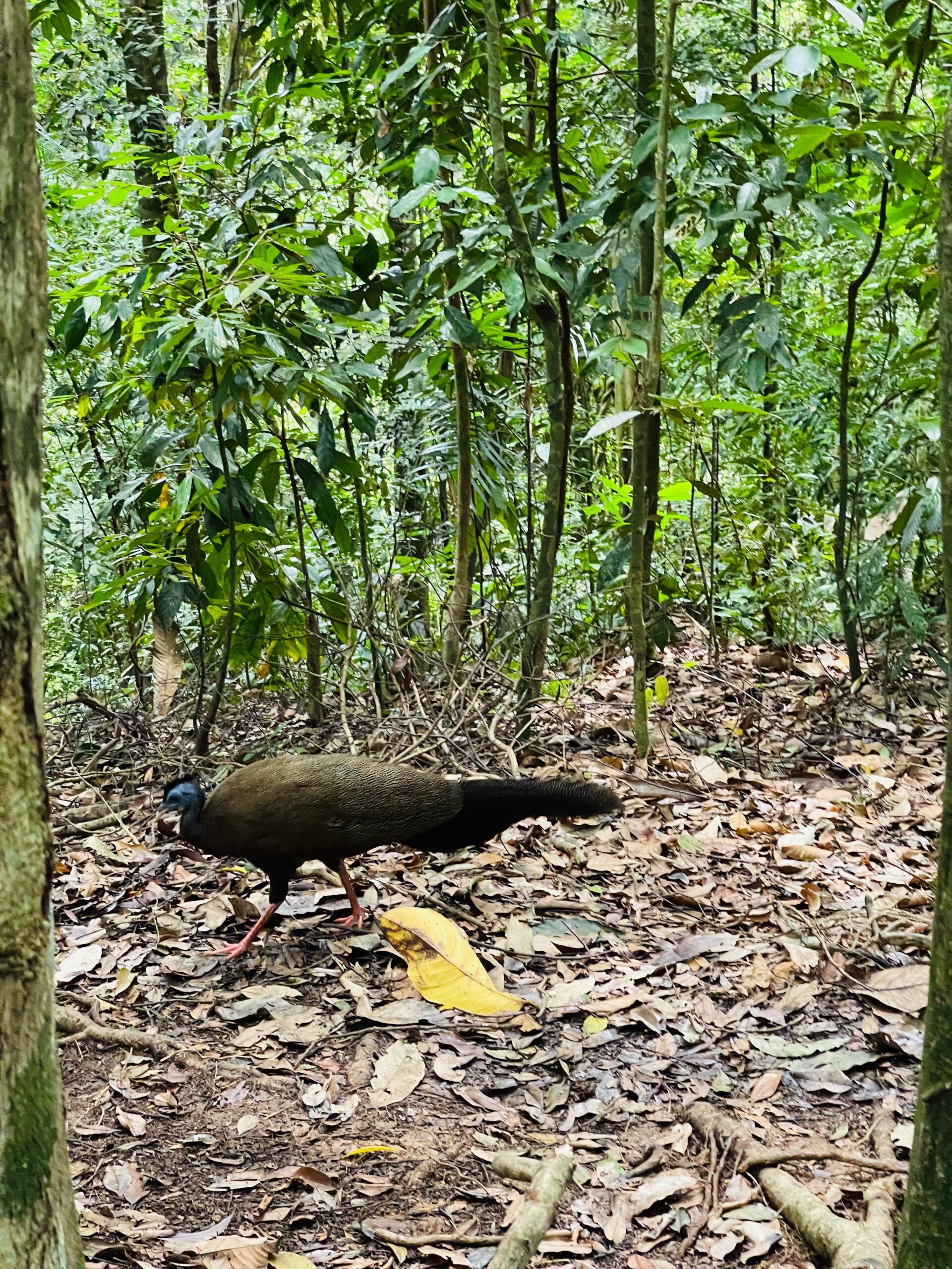 Orangutan Sumatra (7)