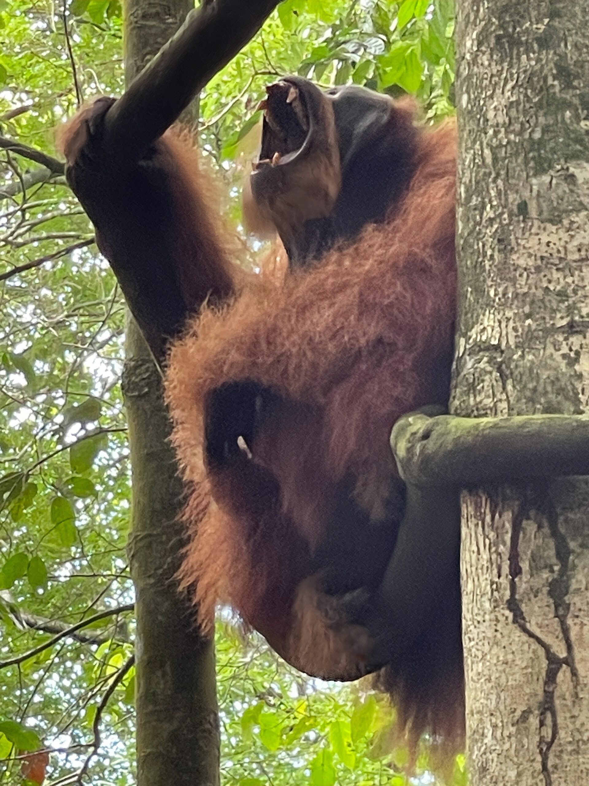 Orangutan Sumatra