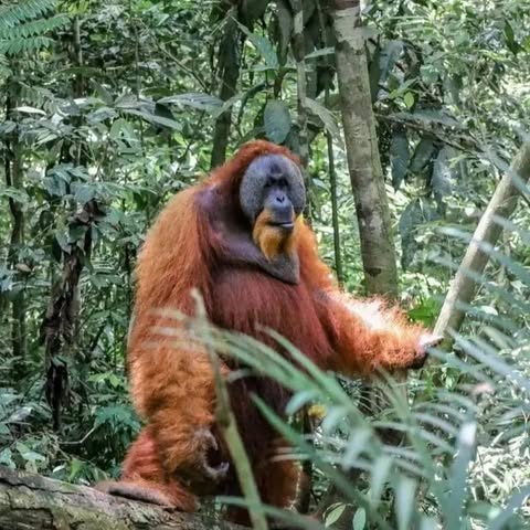 Orangutan Sumatra