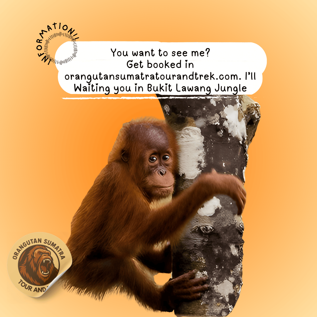 Orangutan Sumatra