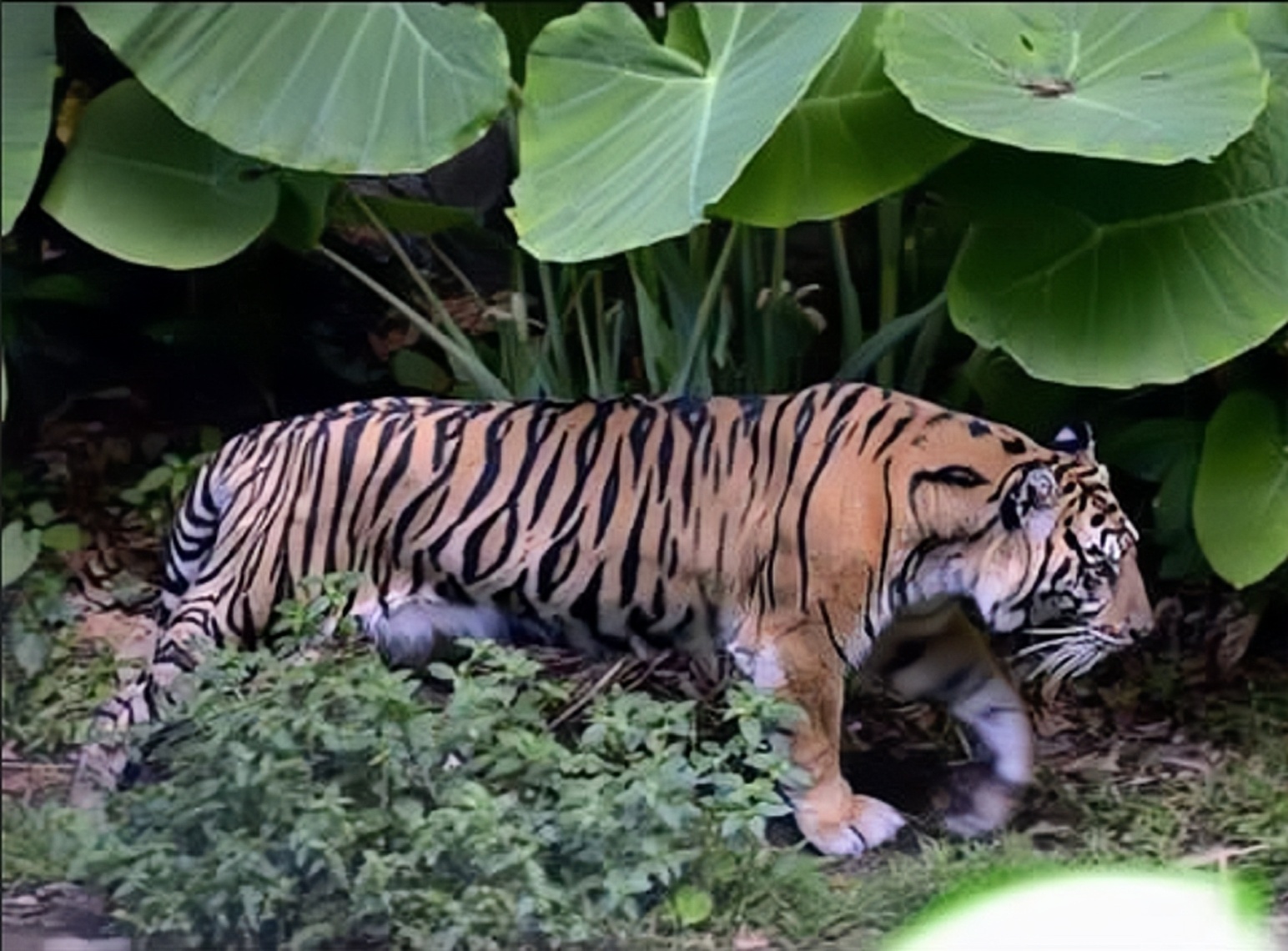 Sumatran Tiger