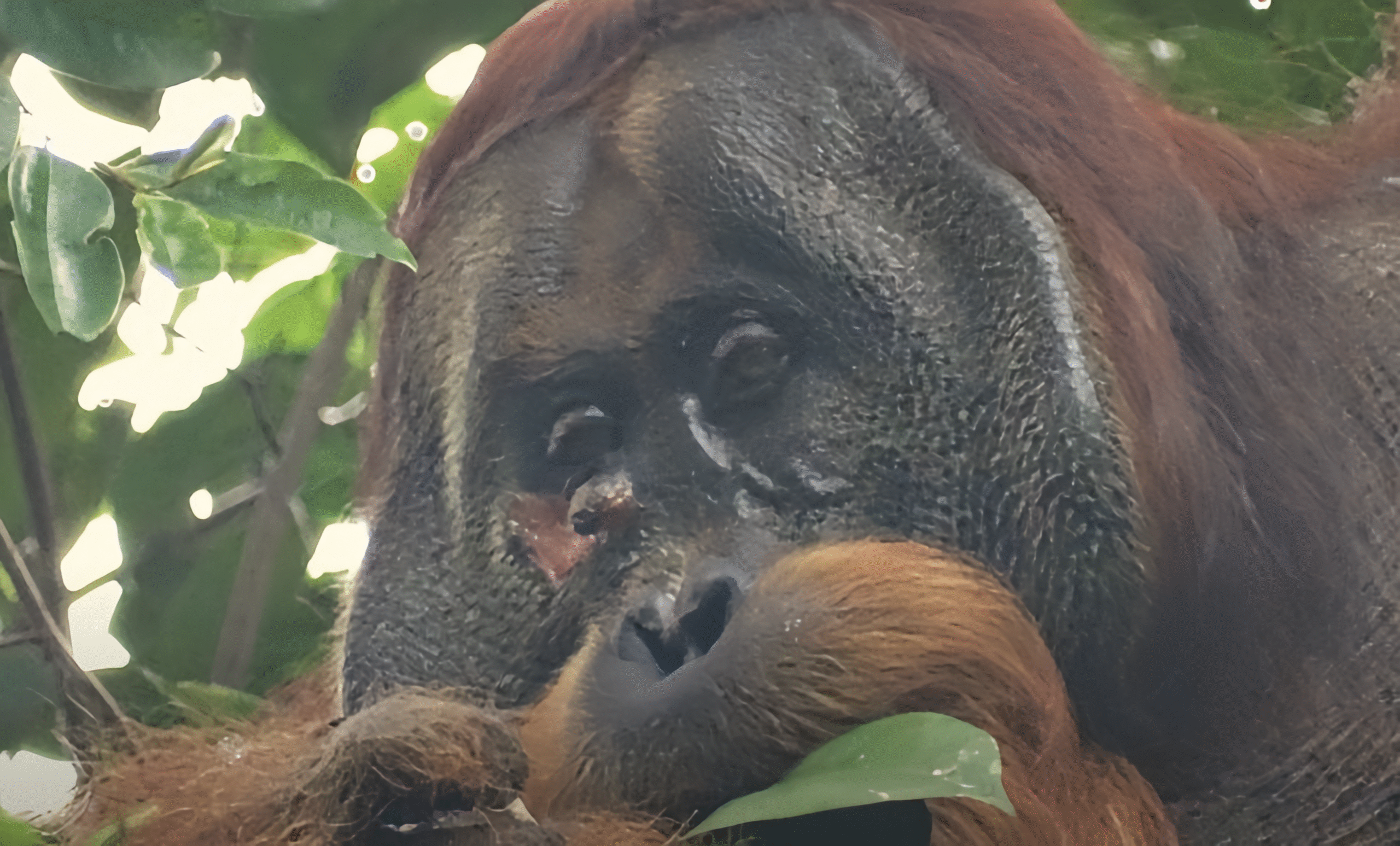 orangutans get injured and treat themselves