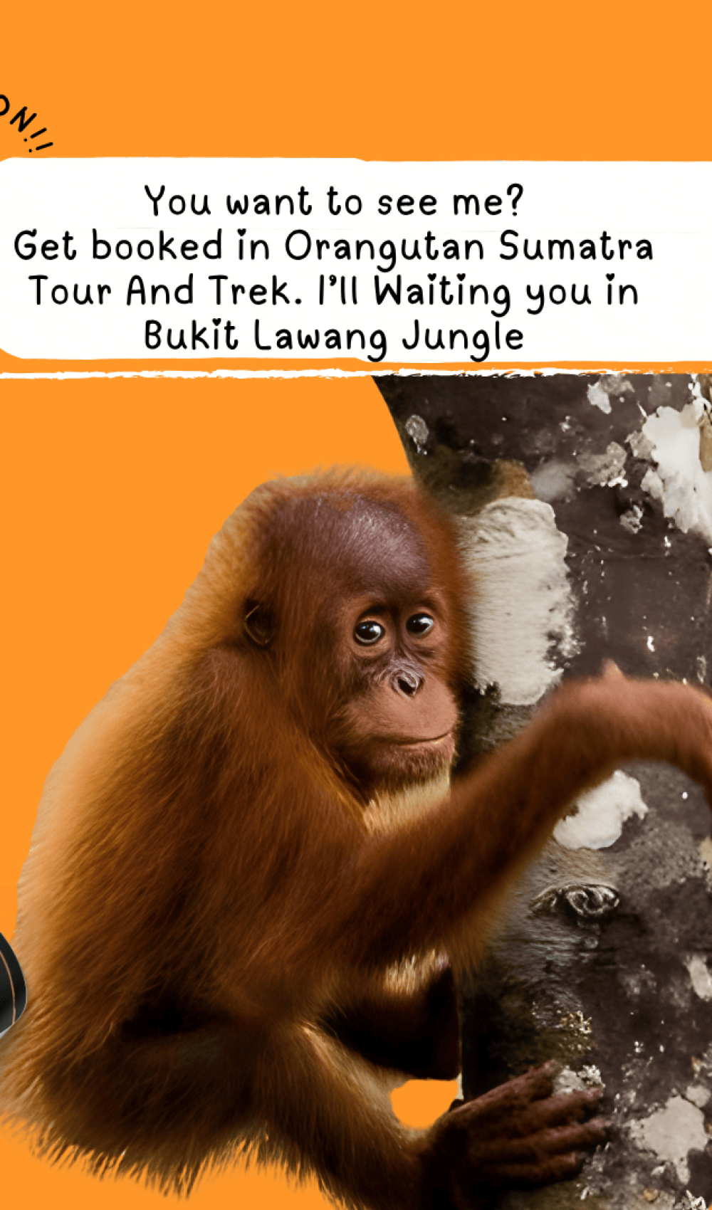 Orangutan Sumatra